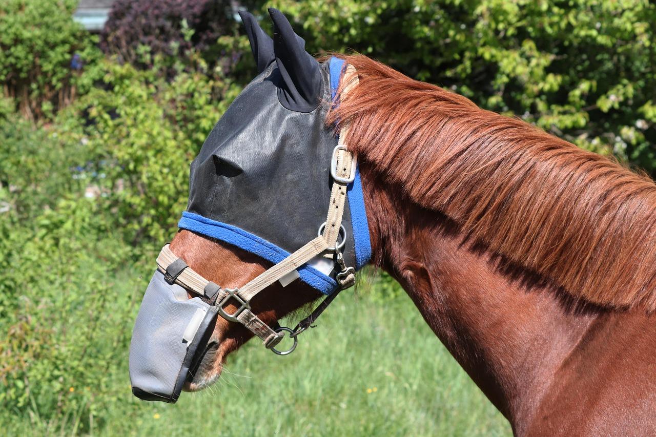 Safety First: Protective ​Riding Accessories that⁤ Matter