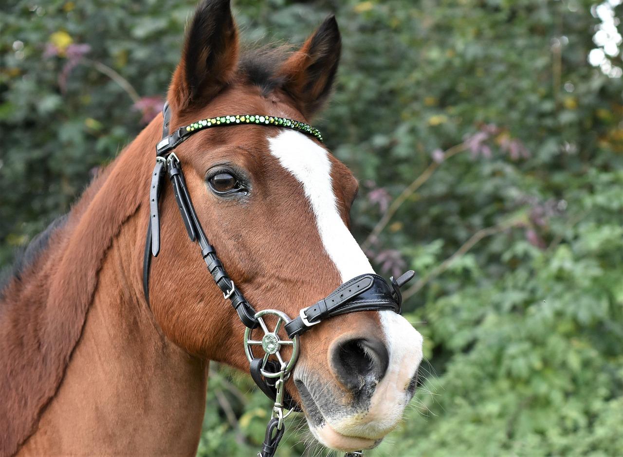 Smart Riding: The Best Tech Accessories for Modern Motorcyclists