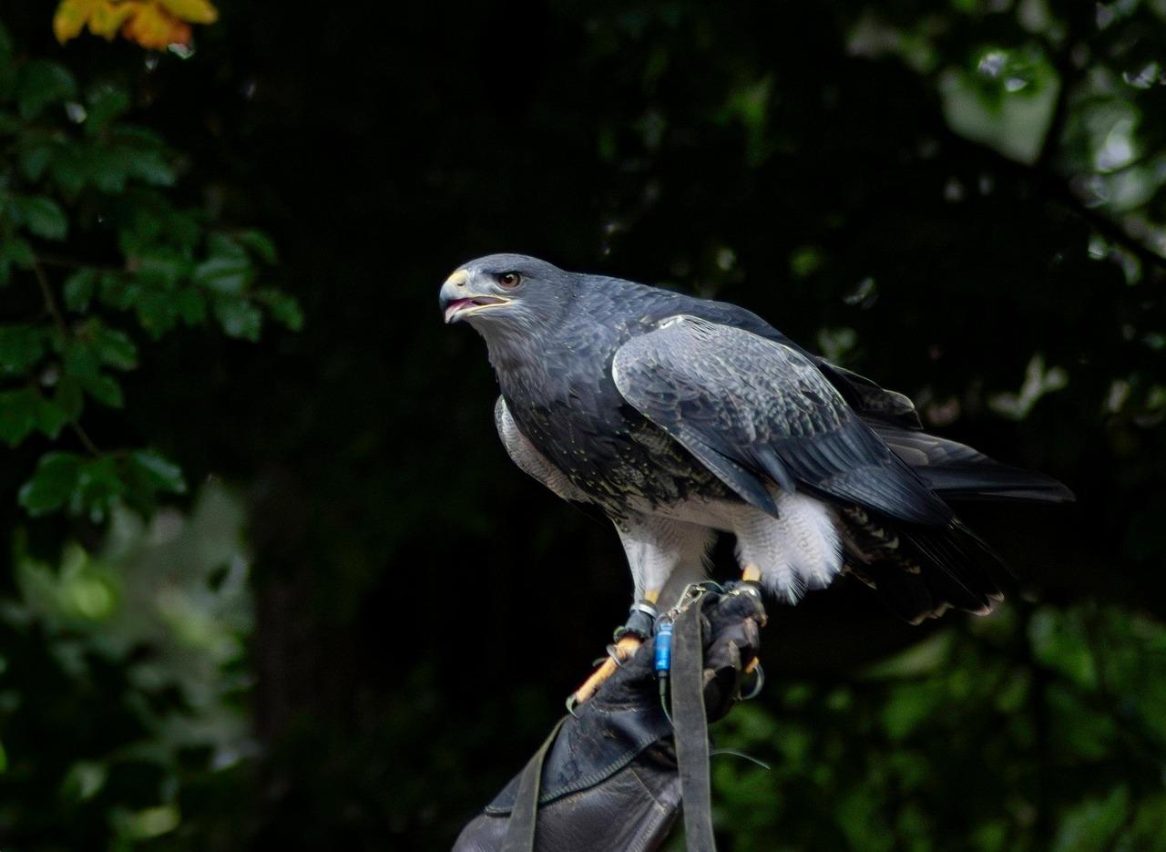 essential Gloves: Combining Protection and Control